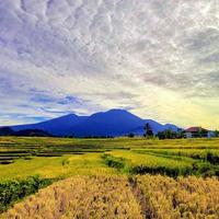 photo de vert riz des champs avec clair ciel