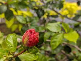 une proche en haut de rouge hibiscus Rosa sinensis fleur bourgeons photo