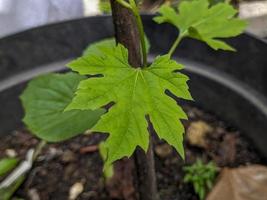 une proche en haut de vitis ou vigne feuille photo