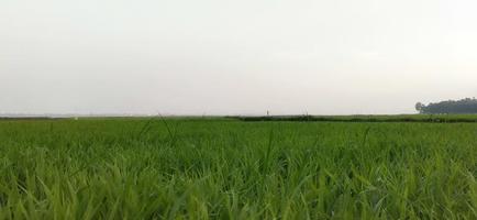riz paddy champ photo, vert Naturel vue photo