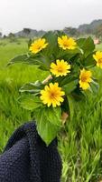 magnifique Jaune fleur avec vert feuille photo