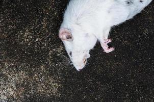 rats blancs morts sur le sol, le rat mort dans une rue photo