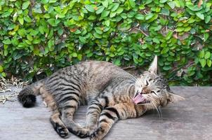 somnolent tigré chat sur le en bois sol ,brun mignonne chat, chat couché, espiègle chat relaxant vacances photo