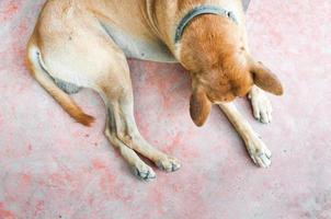 chien thai brun solitaire allongé sur le sol photo