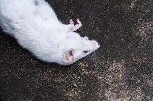 rats blancs morts sur le sol, le rat mort dans une rue photo