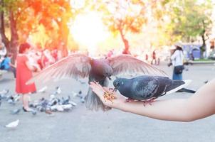 pigeon mangeant de la main d'une femme sur le parc, nourrissant des pigeons dans le parc pendant la journée photo