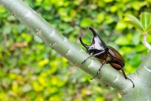 Dynastinae ou scarabées rhinocéros Allomyrina dithotomus on tree photo