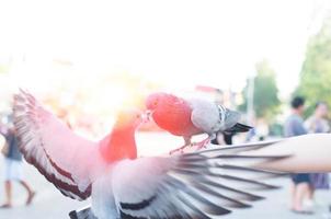 pigeon mangeant de la main d'une femme sur le parc, nourrissant des pigeons dans le parc pendant la journée photo