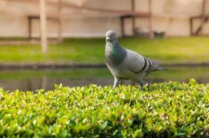 pigeons dans le parc photo