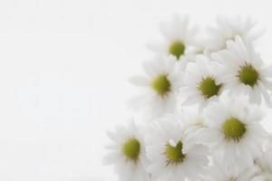 proche en haut de blanc fleur sur blanc Contexte photo