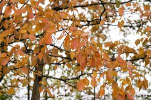 arbre d'automne avec des feuilles rouges photo