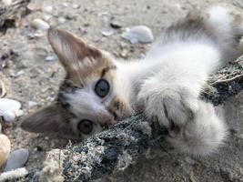 peu chaton en jouant avec corde par le bord de mer photo