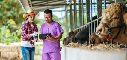 jeune agriculteur asiatique femme et homme avec tablette pc et vaches dans l'étable de la ferme laitière. industrie agricole, agriculture, personnes, technologie et concept d'élevage. photo