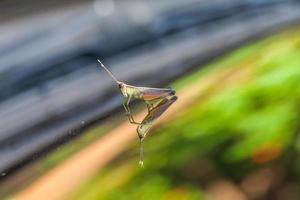 sauterelle perchée sur un miroir photo