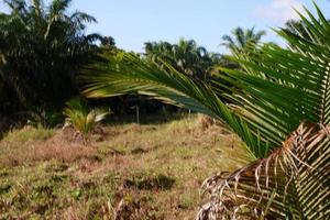 Jeune noix de coco des arbres cette grandir sont encore petit, photo tirer pendant le journée