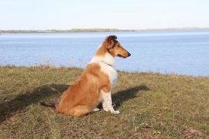 chiot colley sur le plage animal de compagnie amical photo