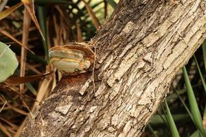 parasite champignon chaga sur le tronc de une grand arbre. photo