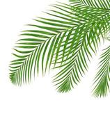 Feuilles vertes d'un palmier isolé sur fond blanc photo