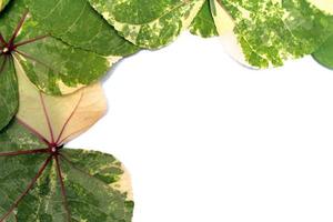 motif de feuilles vertes sur fond blanc photo