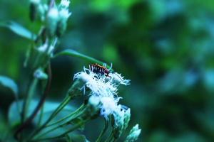 scarabée perché sur les feuilles des fleurs photo