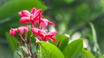 fleurs tropicales de frangipanier photo