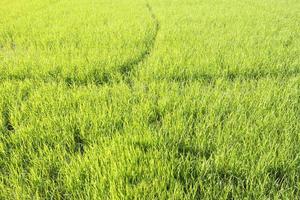 fond de champ de riz vert frais photo