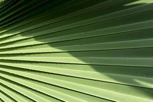 paume des arbres, vert éléphants et très grand feuilles avec beaucoup tout droit lignes sur le feuilles planté pour vente et embellir le jardin. photo