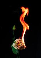 fleur de lisianthus en feu photo