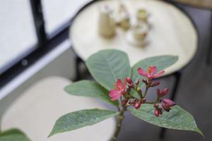 fleurs rouges sur une plante photo