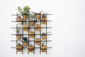 mur de plantes photo