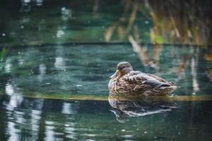 Canard colvert au repos dans un étang photo