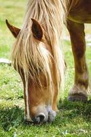 Cheval alezan paissant dans un pré photo