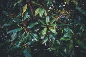 feuilles vertes d'un magnolia photo