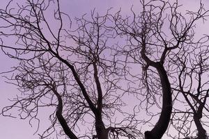 Branches nues d'un marronnier au coucher du soleil violet photo