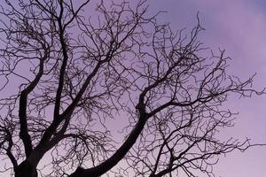 Branches nues d'un marronnier au coucher du soleil violet