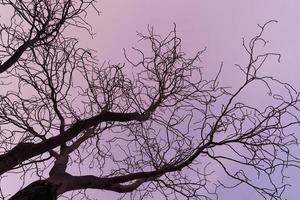 Branches nues d'un marronnier au coucher du soleil violet