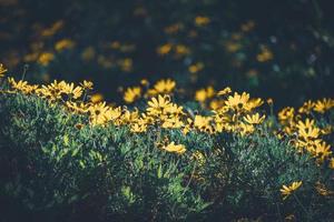 fleurs et bourgeons de marguerites jaunes photo