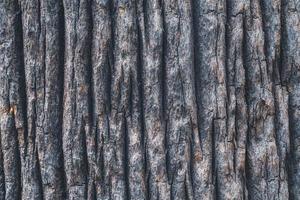 Texture d'écorce d'un palmier de Californie photo