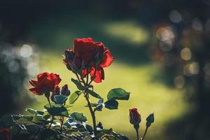 roses rouges cultivées en fleurs avec bourgeons photo