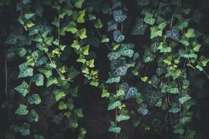 feuilles persistantes de lierre grimpant photo
