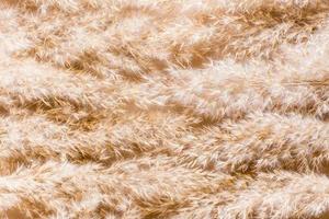 beige texture Contexte de sec oreilles de herbe. pastel nuances photo