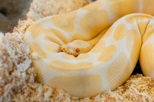 d'or Jaune python serpent photo