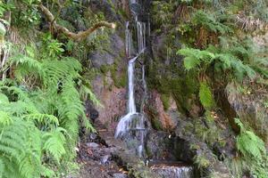 petite cascade dans la forêt photo