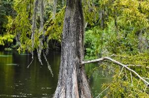 magnifique cyprès arbre dans tampa Floride photo