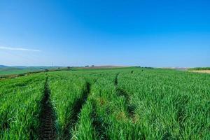 Champ semé vert rural avec ciel bleu photo