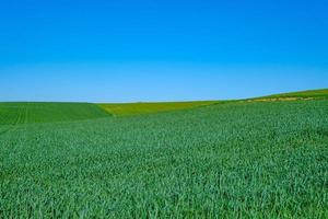 champ semé vert avec ciel bleu photo