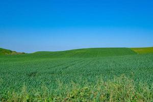 champ semé vert avec ciel bleu photo