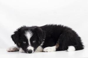 chiot border collie photo