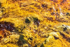 plante jaune dans l'eau photo