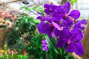 orchidées violet foncé photo